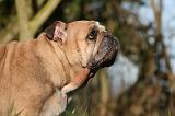 BULLDOG ANGLAIS 119